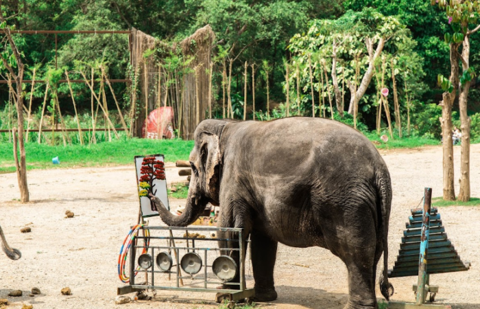 ปางช้างแม่แตง