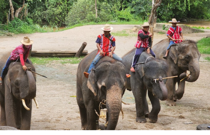 ปางช้างแม่แตง