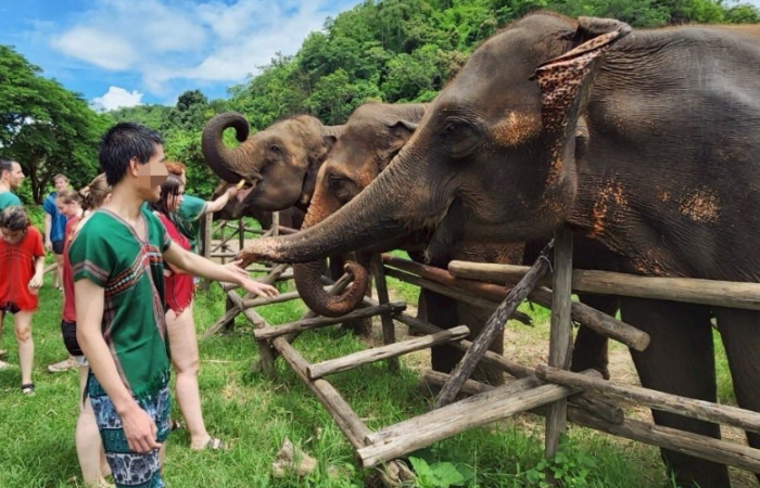 ปางช้างแม่วาง