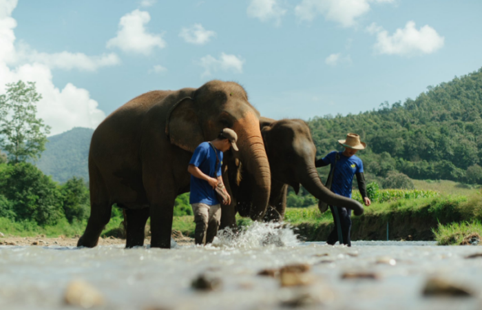 ปางช้างแม่วาง