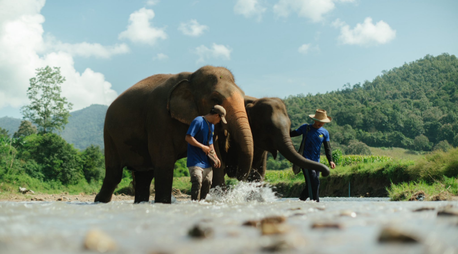 ปางช้างแม่วาง