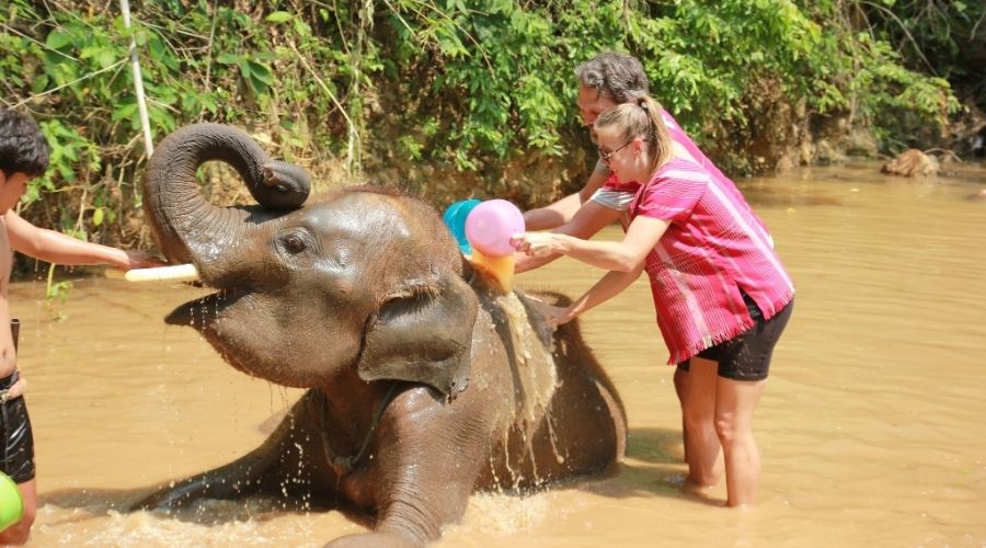 ปางช้างแม่วาง